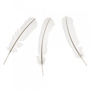 FEATHER QUILLS LARGE WHITE